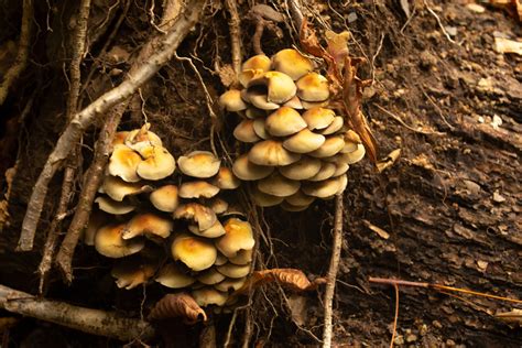 Magic mushroom spore syri geetsy